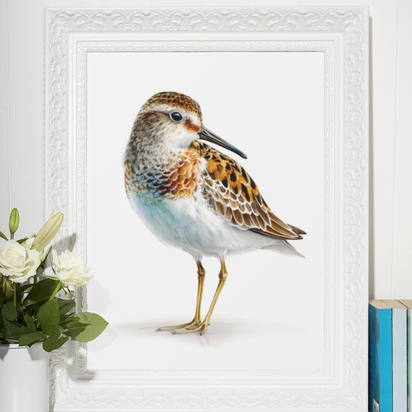 Watercolor Sandpiper Bird Portrait Wall Art Print, Unframed - Coastal Serenity - Picture 7 of 7
